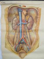 Medische tabel 1950 / 1960 - Reclamebord - Papier, Hout, Antiek en Kunst