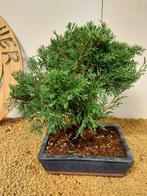 Jeneverbes bonsai (Juniperus) - Hoogte (boom): 25 cm -