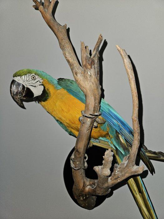 Blauw/Gele ara Taxidermie volledige montage - Ara ararauna -, Verzamelen, Dierenverzamelingen