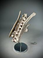 Ongelooflijke Laag-Krijtware Real Dinosaur - Complete Bekken