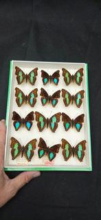 South América Butterflies ex MOTSCH Collection (19.5x26 cm ), Antiek en Kunst