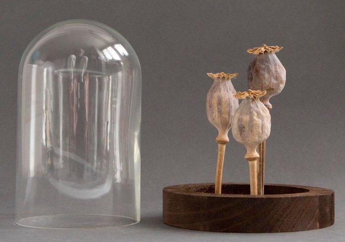 Opio Taxidermie volledige montage - Papaver somniferum - 14, Antiek en Kunst, Curiosa en Brocante