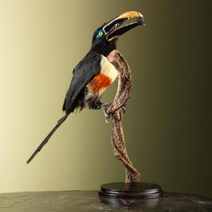 Arassari Taxidermie Opgezette Dieren By Max, Verzamelen, Dierenverzamelingen, Opgezet dier, Nieuw, Vogel, Ophalen of Verzenden