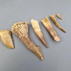 The ultimate Moroccan - Fossiele tanden - dinosaur tooth, Verzamelen