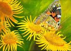 Isic Cvetko - Bloemen met vlinder