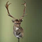 Damhert Taxidermie Opgezette Dieren By Max, Ophalen of Verzenden, Nieuw, Wild dier, Opgezet dier