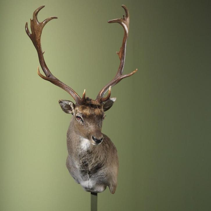 Damhert Taxidermie Opgezette Dieren By Max, Verzamelen, Dierenverzamelingen, Opgezet dier, Nieuw, Wild dier, Ophalen of Verzenden