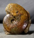 Kleurrijke en decoratieve ammoniet - zelfstaand -