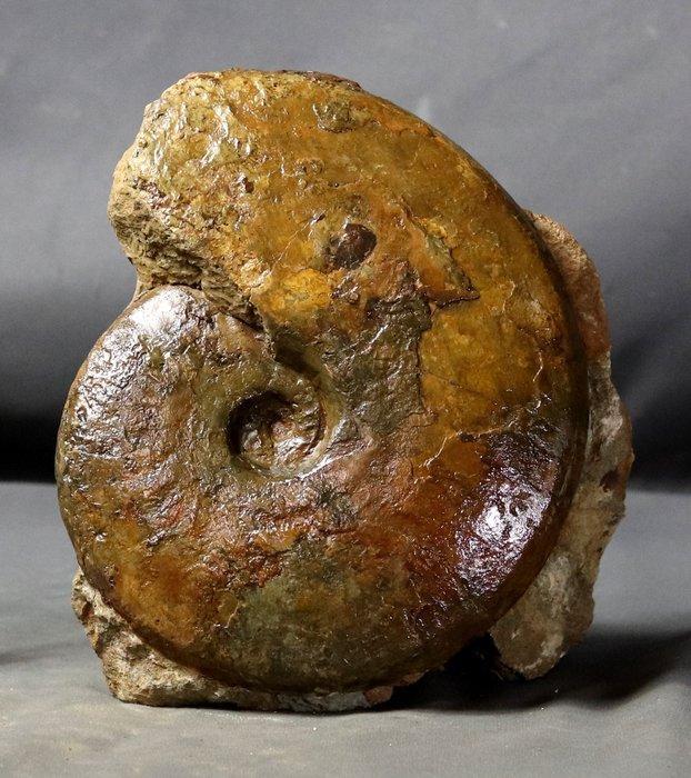 Kleurrijke en decoratieve ammoniet - zelfstaand -, Verzamelen, Mineralen en Fossielen