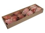 Protea barbigera medium - rood (doos van 10 stuks) – mooie, Huis en Inrichting, Nieuw