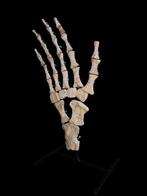 Mosasaurus - Fossiel skelet - Mosasaurus sp. - 60 cm - 30 cm