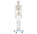 Anatomisch model, menselijk skelet 180cm ST-ATM-001, Diversen, Verpleegmiddelen, Nieuw, Verzenden