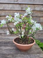 Malus everest bonsai - Hoogte (boom): 37 cm - Diepte (boom):, Antiek en Kunst, Kunst | Schilderijen | Klassiek