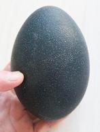 Emoe Ei - Dromaius novaehollandiae - 15 cm - 0 cm - 0 cm-, Nieuw