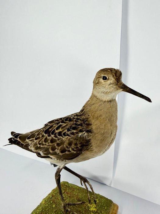 Ruw Taxidermie volledige montage - Calidris pugnax - 21 cm -, Verzamelen, Dierenverzamelingen