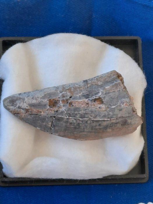 Tyrannosaurus Rex - Fossiele tand - T. Rex, Verzamelen, Mineralen en Fossielen
