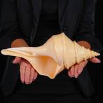 Speciale kwaliteit AAA - Zeeschelp - Sea Shell - Syrinx, Verzamelen, Nieuw