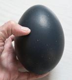 Emoe Ei - Dromaius novaehollandiae - 15 cm - 0 cm - 0 cm-, Nieuw