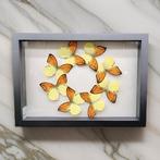 ebomoia leucippe Taxidermie wandmontage - Real butterfly art