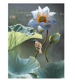 Customize-it - Lotus mus 50x70cm Tuinschilderij, Verzenden, Nieuw
