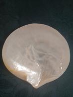 Conque Coquillage marin - Pinctada Margaritifera (Sans prix, Antiek en Kunst