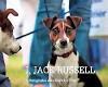 I Jack Russell 9781861543219 Andy Hughes, Verzenden, Gelezen, Andy Hughes