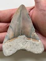 Dent de mégalodon de 9,4 cm - Dent fossile - Carcharocles