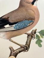 Von Wright brothers & Bror Halberg - Eurasian jay