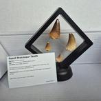 Dinosaurus Tand - Mosasaurus - 11 cm - 5 cm - 11 cm - (4), Nieuw