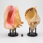 Schelpdieren Zeeschelp - CHARONIA TRITONIS et LAMBIS, Nieuw