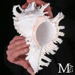 Grote Murex Ramosus – Zeer esthetische schelp Taxidermie, Verzamelen, Mineralen en Fossielen