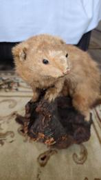 Martre Support de corps entier pour taxidermie - Marter - 34, Nieuw