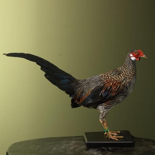 Sonnerathoen Kip Taxidermie Opgezette Dieren By Max, Verzamelen, Dierenverzamelingen, Opgezet dier, Nieuw, Vogel, Ophalen of Verzenden