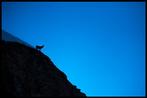Roberto Cavalli (1971) - Into the wild / ibex blue mountain