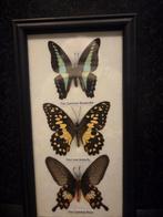 Vlinder Taxidermie volledige montage - Lepidoptera - 23 cm -, Verzamelen, Nieuw
