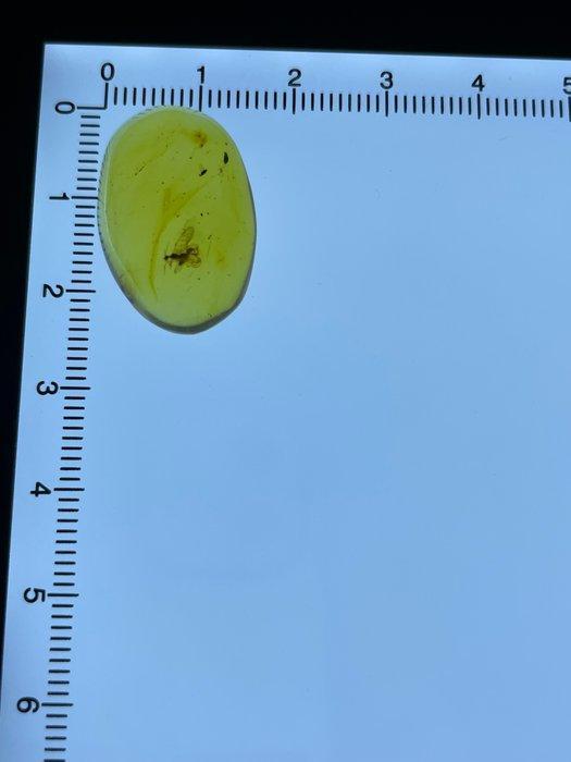 Amber - Barnsteen - Meropeidae, Burmese Amber, Insect, Antiek en Kunst, Curiosa en Brocante