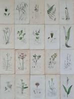 James Sowerby - 20 deels handgekleurde lithos o.a. blauwe, Antiek en Kunst