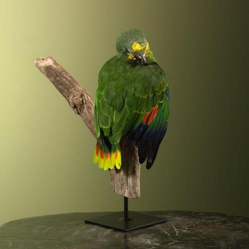 Blauwvoorhoofdamazone Taxidermie Opgezette Dieren By Max, Verzamelen, Dierenverzamelingen, Opgezet dier, Nieuw, Vogel, Ophalen of Verzenden