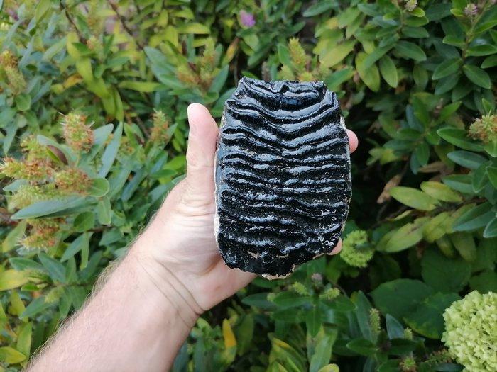 Wolharige mammoet - Fossiele kies - Mammuthus primigenius, Verzamelen, Mineralen en Fossielen