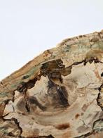 Fossiel hout - Gefossiliseerd hout - Araucarioxylon - 18 cm, Verzamelen