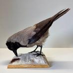 Bonte Kraai Taxidermie volledige montage - corvus cornix -, Nieuw