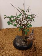 Japanese iep bonsai (Zelkova) - Hoogte (boom): 19 cm -
