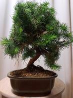 Den bonsai (Pinus) - Hoogte (boom): 33 cm - Diepte (boom):