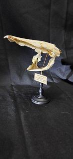 Long African Catfish skull from Zimbabwe on museum wood, Verzamelen, Nieuw