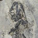Gefossiliseerd dier - Exquisite and true salamandridae