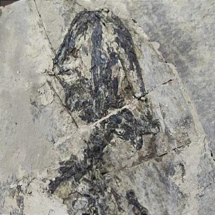 Gefossiliseerd dier - Exquisite and true salamandridae, Verzamelen, Mineralen en Fossielen