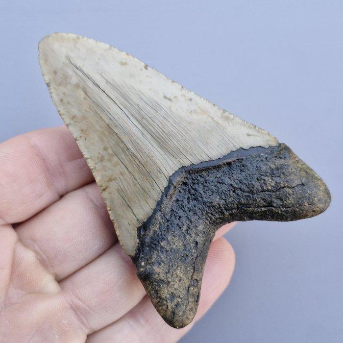 Megalodon Shark - Fossiele tand - megaselachus megalodon -, Verzamelen, Mineralen en Fossielen