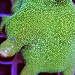 Porites Lime Green XL (Ong 9-10 cm), Animaux & Accessoires, Verzenden