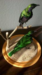 Smaragd spreeuw Taxidermie volledige montage - Lamprotornis, Verzamelen, Dierenverzamelingen, Nieuw