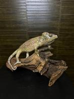 Kameleon Taxidermie Opgezette Dieren By Max, Verzamelen, Nieuw, Opgezet dier, Ophalen of Verzenden, Reptiel of Amfibie